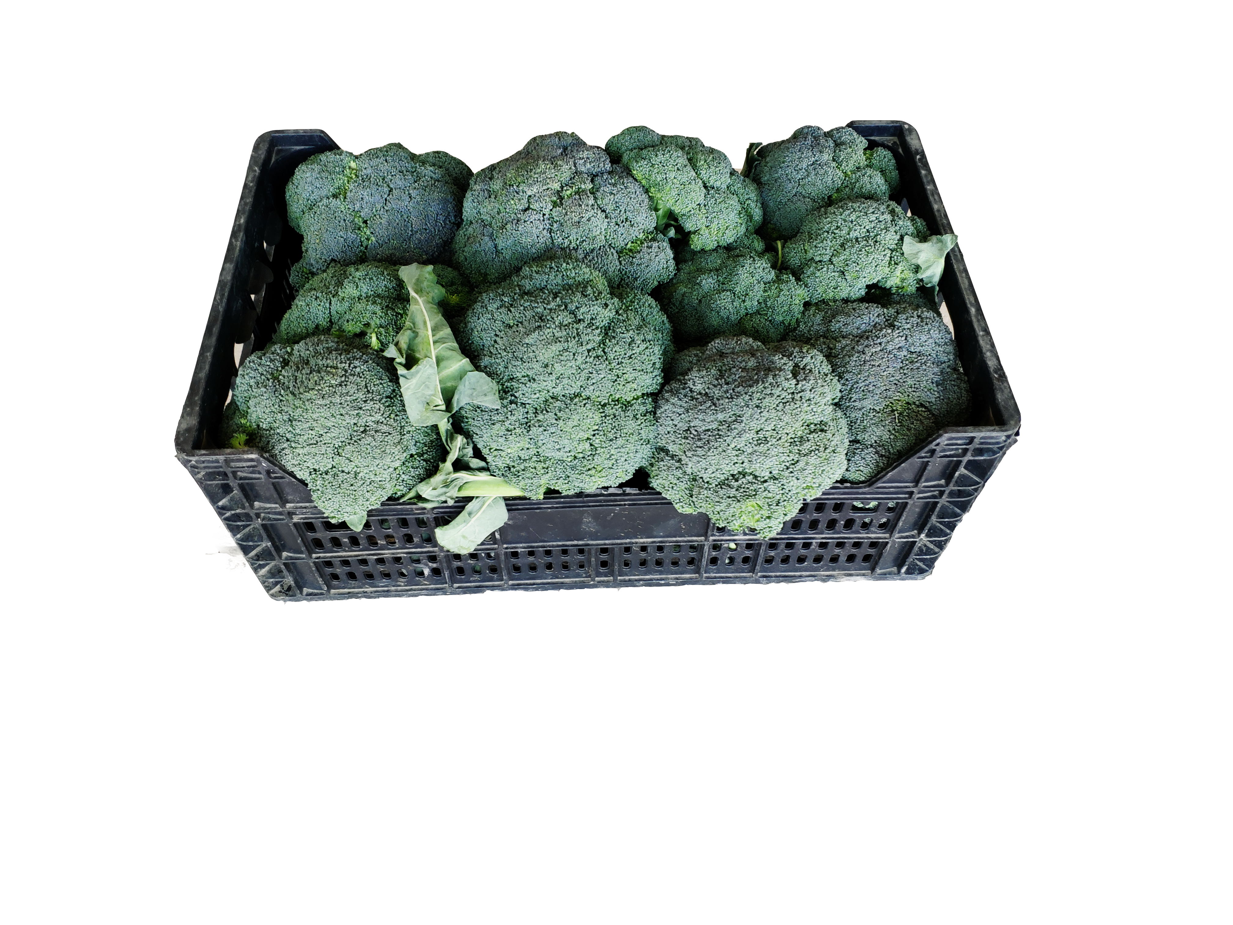 broccolo 7 kg
